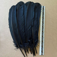 1 dozen black dyed turkey wing feathers