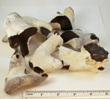 Group of dark English Flint Nodule Specimens with white cortex