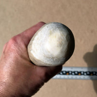 Domed end view of moose antler billet
