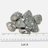 Texas Flint Turritella Fossil Tumble Polished Specimens